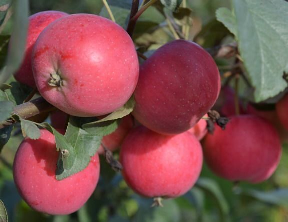 Яблони на карликовом и полукарликовом подвое. Посадка карликовых и полукарликовых яблонь.